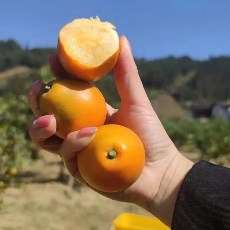 脆蜜金桔，嫁接苗，四季结果带土带叶，果大口感甜蜜，汁水多