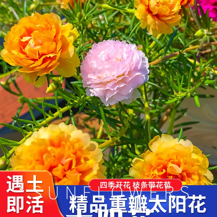 重瓣太阳花盆栽花苗枝条混色大花带根带花苞绿植室内船长花园盆栽