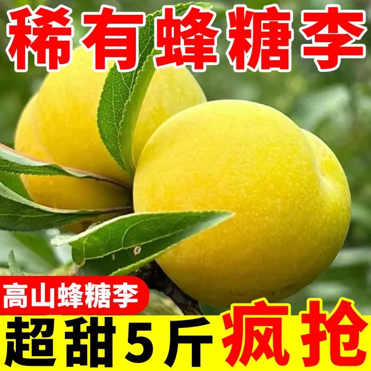 正宗贵州六马蜂糖李原生态自然成熟新鲜应季水果
