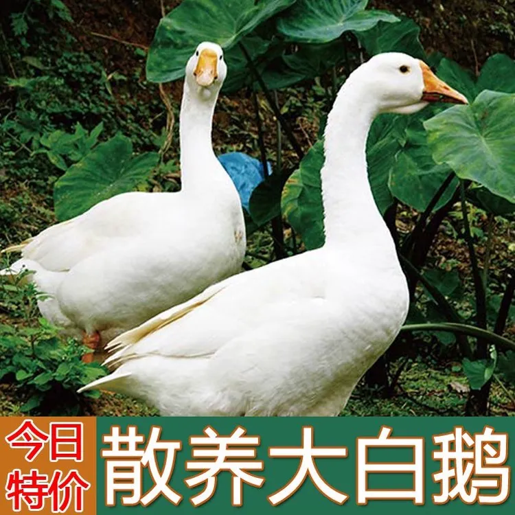 【买1只送1只】农家大白鹅肉两只毛重13-14斤净重9斤左右带心肝