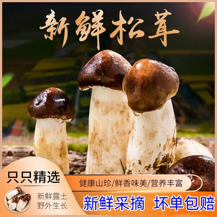 新鲜现摘鲜赤松茸新鲜姬松茸菌菇煲汤1斤（拍1斤发2斤，拍2斤发3斤）