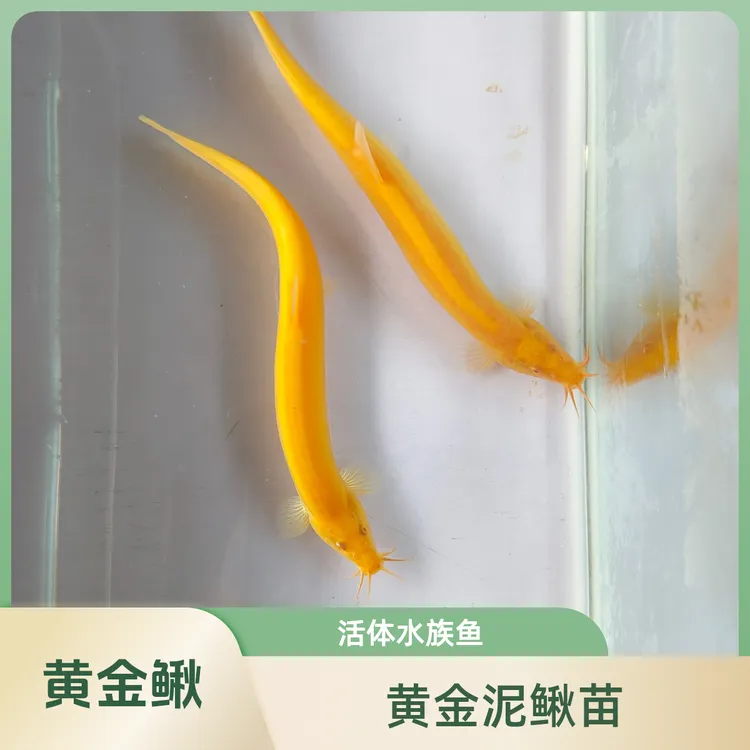 冷水鱼淡水鱼黄金泥鳅小金龙鳅活体饲养鱼苗工具鱼清洁鱼不用打氧