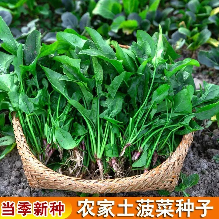小叶土菠菜种子非转基因老品种秋冬四季播种可留种阳台菜园种子