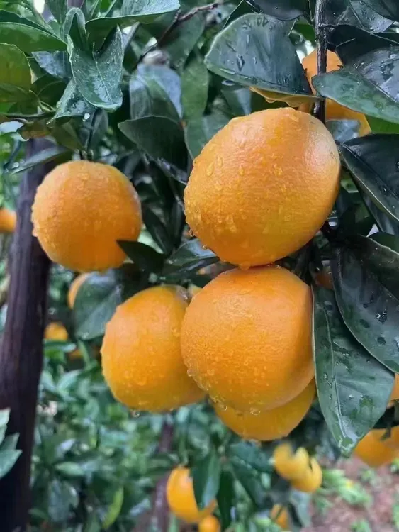 正宗赣南脐橙含纸箱20斤装 产地直发新鲜到家赣南安远脐橙 