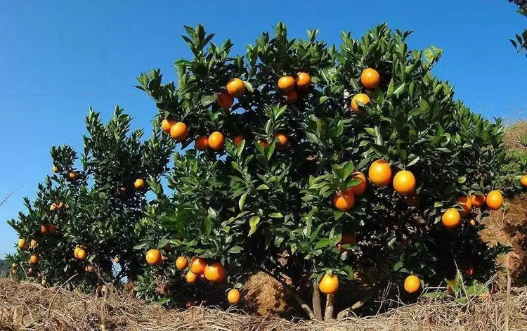 正宗赣南脐橙含箱10斤孕妇当季水果 赣南安远脐橙