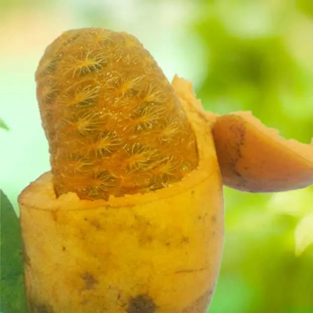 现摘九月黄 黄金蕉 五叶木通 野木瓜 深山野生/仿野生果1-9.2斤