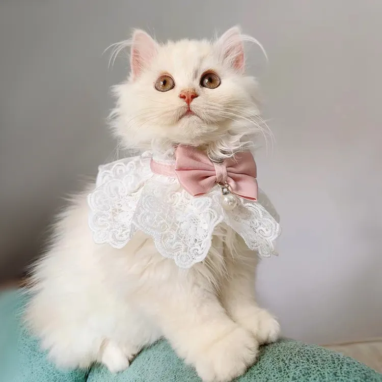 猫咪衣服宠物夏季薄款布偶猫幼猫奶猫小猫裙子公主裙猫猫夏天围脖