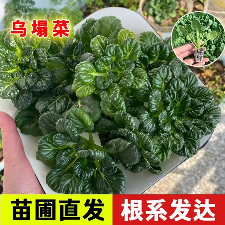乌塌菜苗黄心菜秧苗带土秧新鲜蔬菜小八叶种子现摘活苗秋冬冻不死