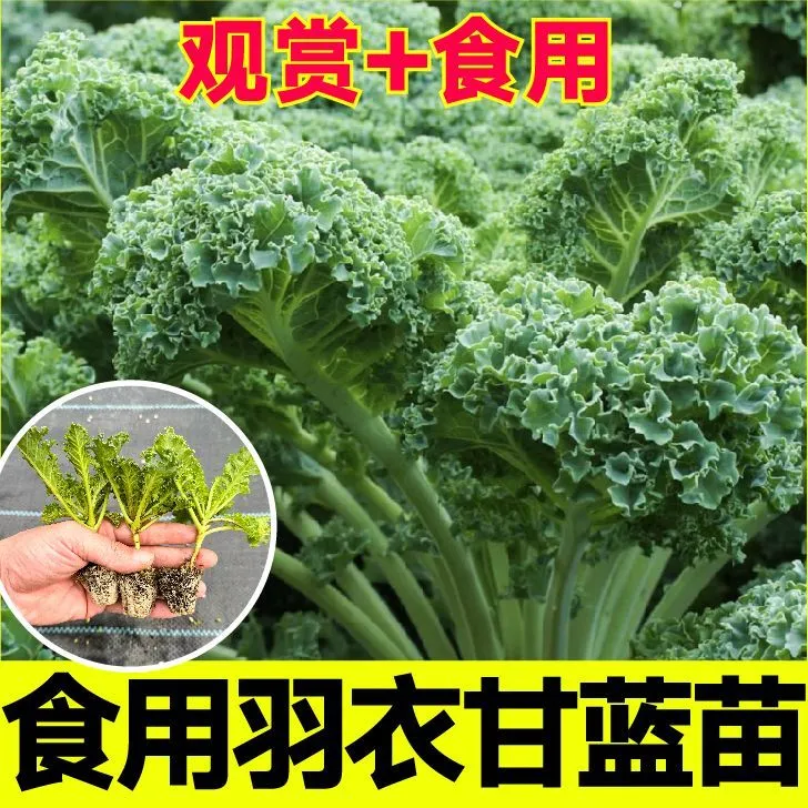 山东寿光绿羽衣甘蓝苗秧苗观赏食用蔬菜苗根系发达营养丰富种子籽