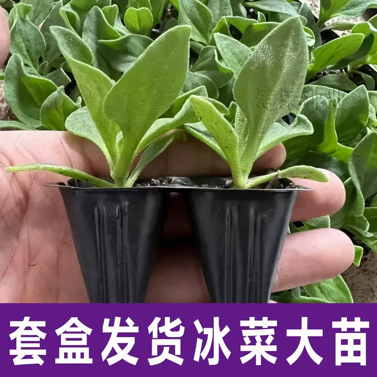 寿光高产大叶水晶冰菜苗秧重复采收水晶冰草种子籽高钙盆栽阳台苗