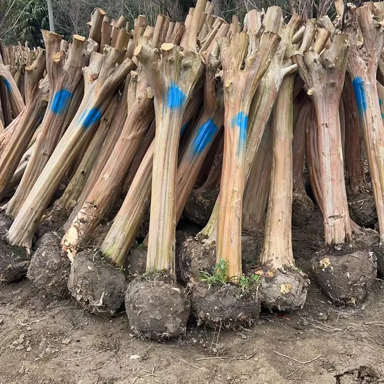 紫薇树庭院绿植红花粉色苗圃园林绿化占地栽种