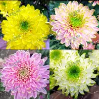 九月菊【天赞系列】大菊花苗盆栽阳台庭院