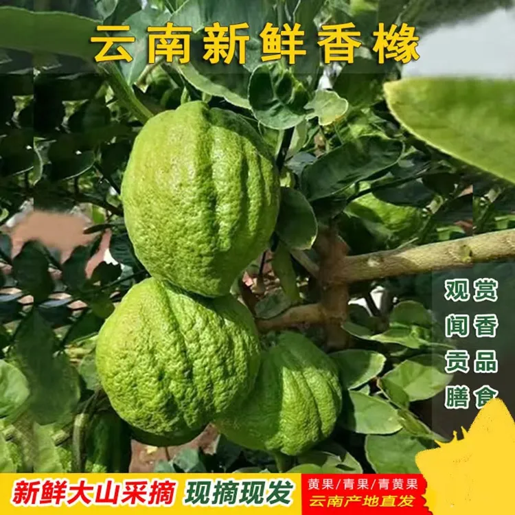 香橼果云南新鲜大果现摘香橼水果农家直供