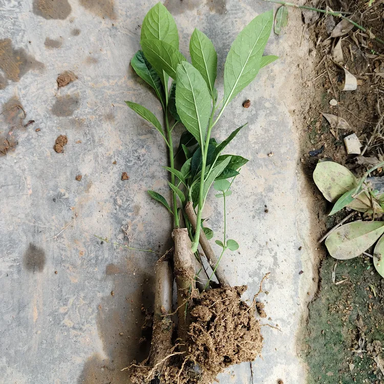 南非叶种植苗 南非叶苗 将军叶苗绿植盆栽苗南非树
