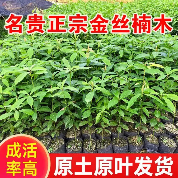 名贵树苗正宗金丝楠木苗四川小叶桢楠原土杯带叶发货盆栽地栽易活