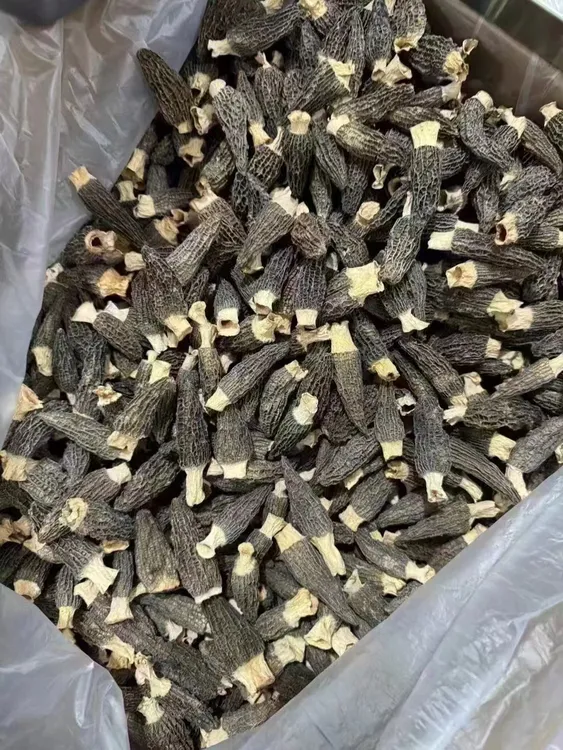 陈斌推荐 四川羊肚菌头茬羊肚菌