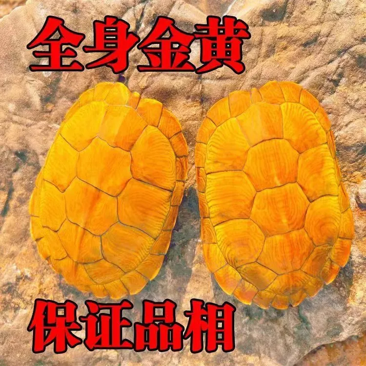 【黄金招财龟】小活物巴西黄金龟宠物观赏龟情侣龟金钱龟
