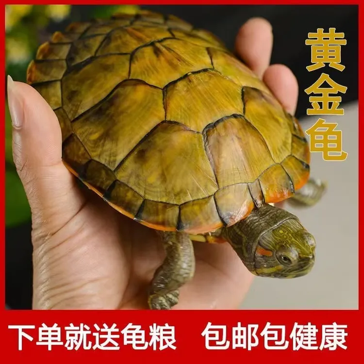 【送财龟】黄金巴西龟招财情侣乌龟观赏小乌龟中华宠物龟长寿龟