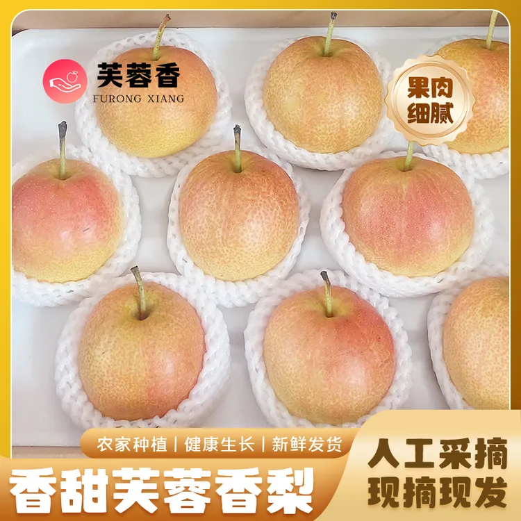 【25年新梨】芙蓉香梨脆甜可口皮薄多汁无渣砀酥梨丑梨蜜梨整箱包邮