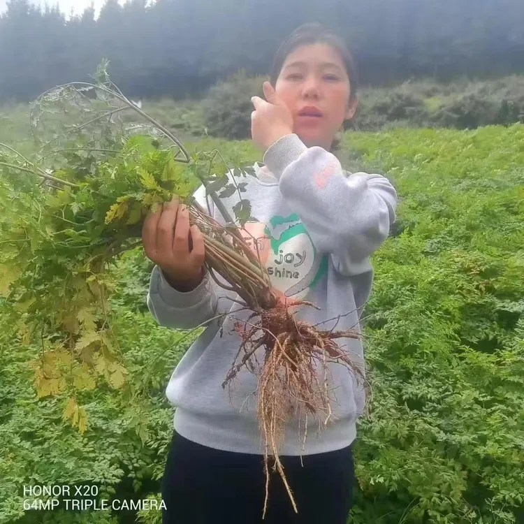 【岷县当归】甘肃原产地干当归自然晒手工选500克包邮带土发