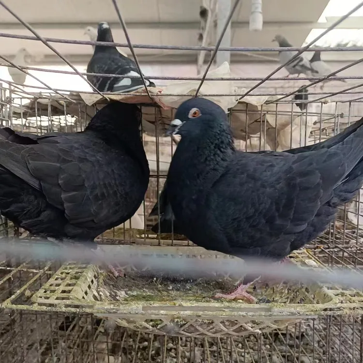 红卡奴发货用筐子