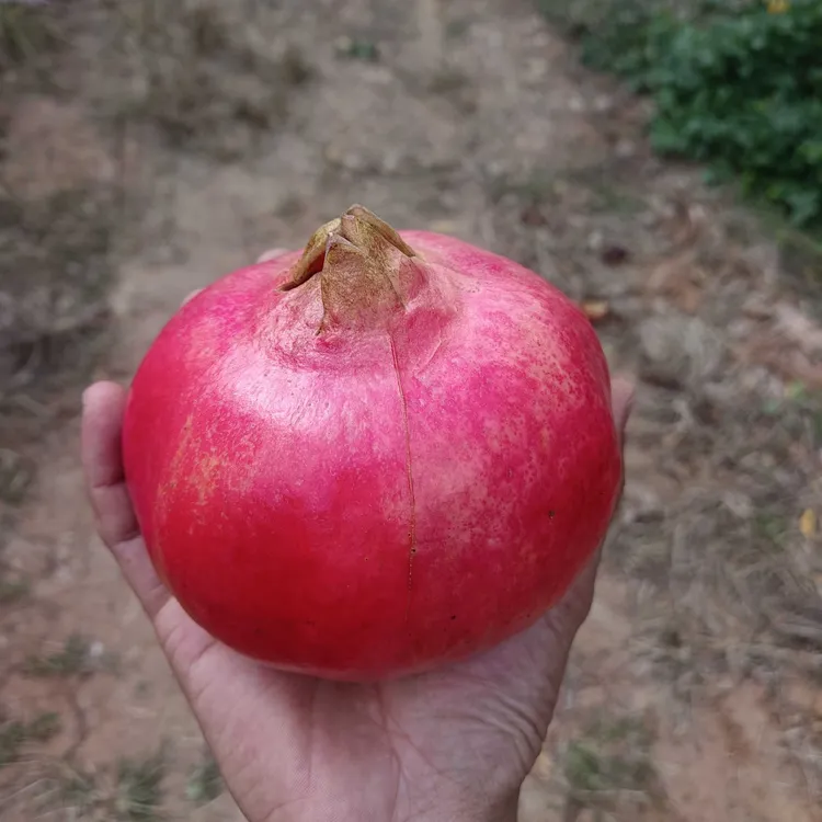 精品水果树苗正宗果树品种【一物一拍】耐寒红皮大红石榴树苗