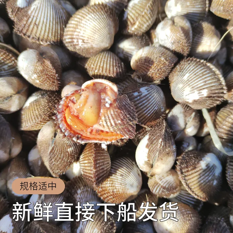 小旭水产-羊口本地小毛哈 新鲜直接下船发货
