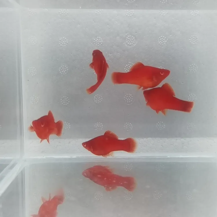 菊花帆高鳍红剑鱼红鱼红箭观赏鱼