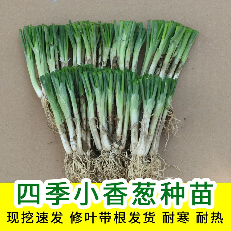 优质四季分葱 耐寒耐热好养活 家庭种植必备 葱香四溢 高产易种