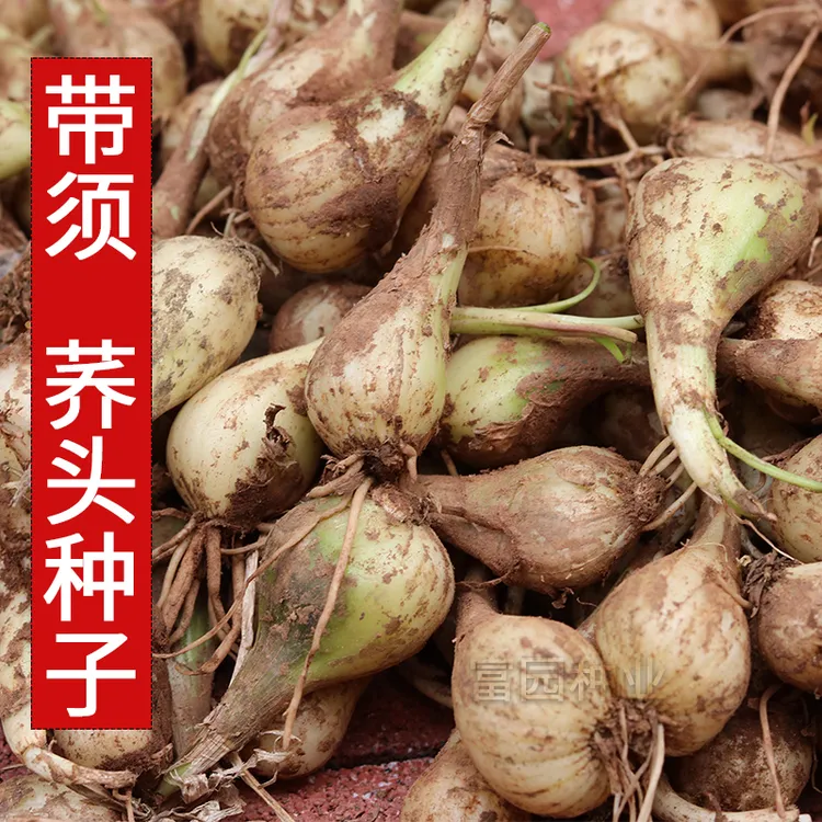 荞头新鲜现挖茭头腌制农家自种蔬菜无叶叫头种子现挖现发大个藠头