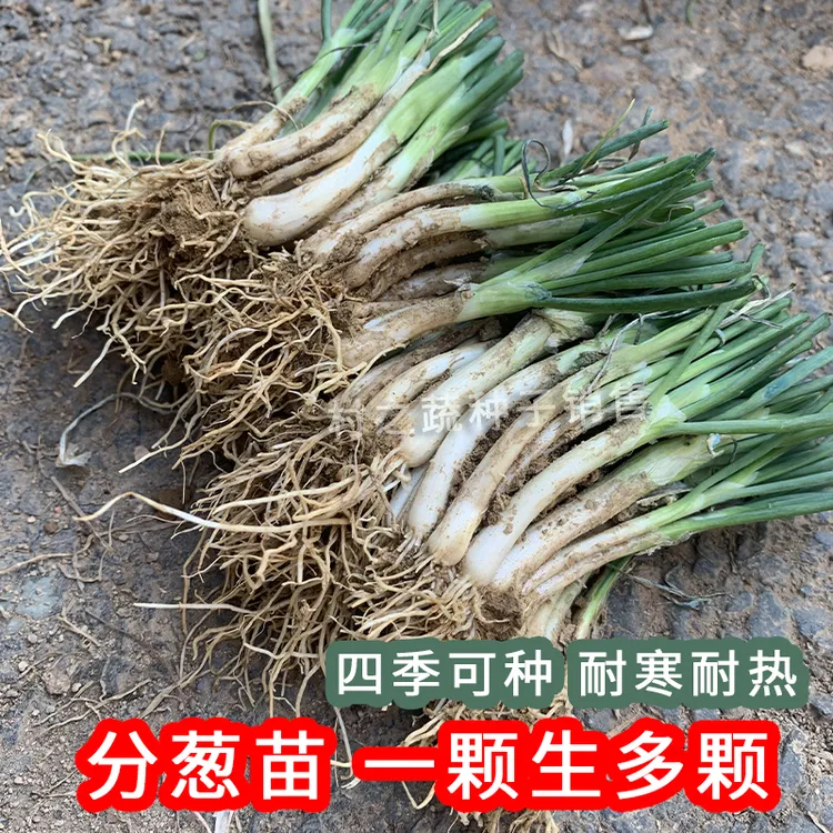 四季小香葱根苗分葱种苗带根切叶蔬菜幼苗抗病高产阳台农田种植葱