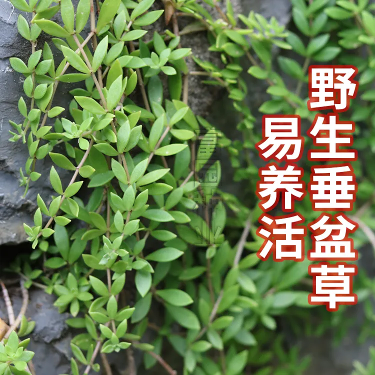 正宗野生垂盆草苗可食用狗牙草护肝养肝草吊兰植物阳台盆栽四季草