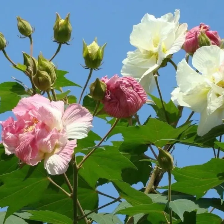 当年开花盆栽重瓣醉芙蓉花苗 木芙蓉 三醉芙蓉变色耐寒室内外绿化