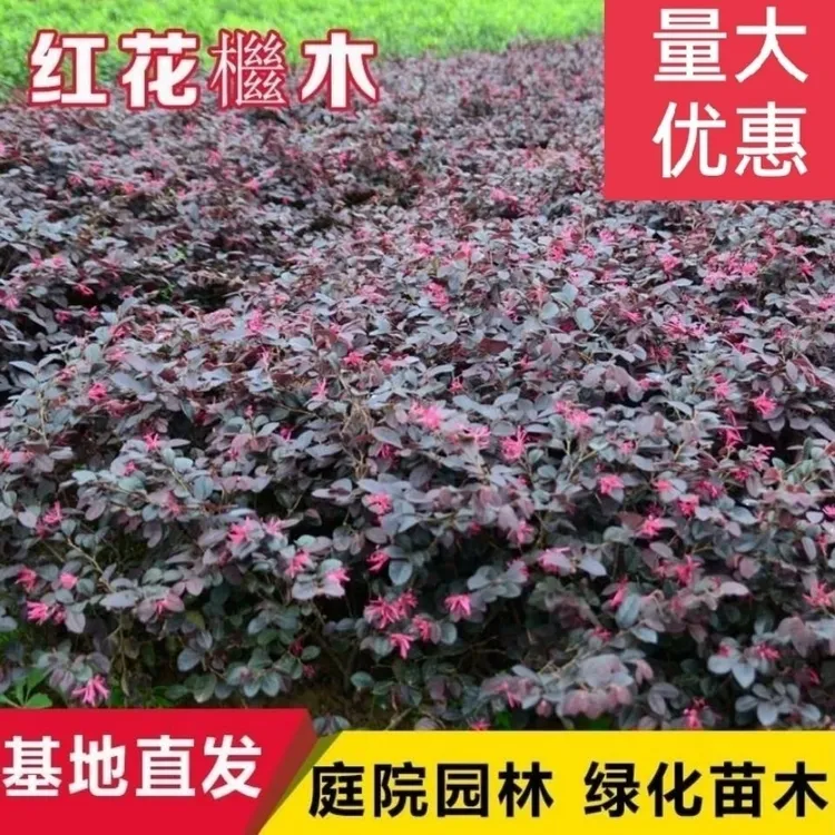 红花红继木苗盆景绿化绿植耐寒树苗花卉四季开花常青室内阳台树苗