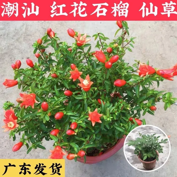 潮汕喜庆红花仙草抹草小槐花卉阳台庭院盆栽四季开花发货包邮花卉
