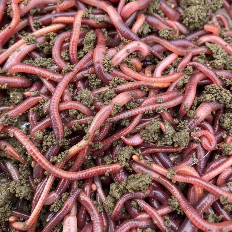 蚯蚓活饵鲜活小号大号特大野钓钓鱼1斤大红散装盒装牛粪钓鱼饵料