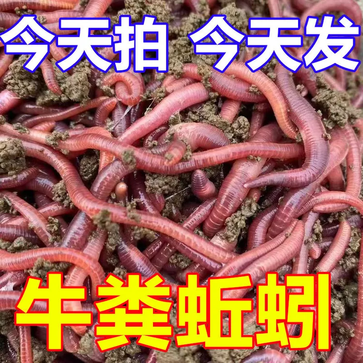 钓鱼1斤大红散装盒装红虫鱼饵饵料蚯蚓活体鲜活小号大号特大野钓