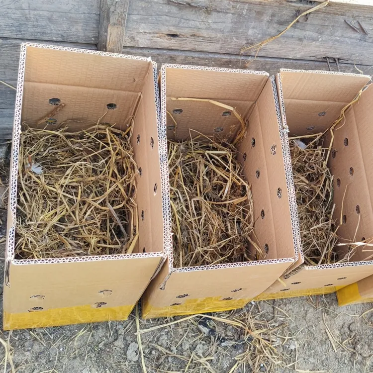 曾珍鲜汕头曾氏狮头鹅大种鹅苗1-5斤大种鹅苗顺丰发货