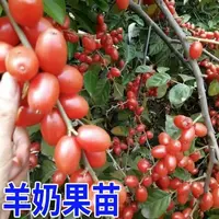 【正宗羊奶果树苗】盆栽地栽阳台庭院种植羊奶果果树苗