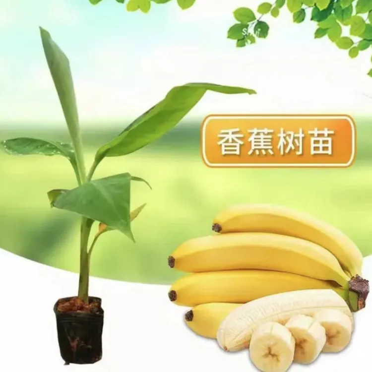 【香蕉苗】基地直发 好养易活 盆栽地栽阳台庭院种植果树苗