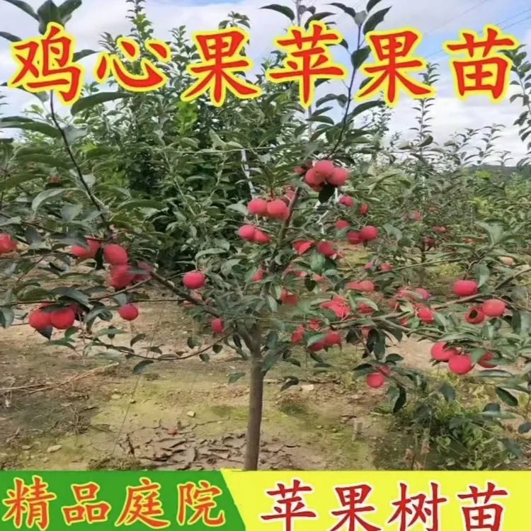 鸡心果苹果树苗  正宗鸡心果苗阳台庭院盆栽地栽耐寒耐热果树苗