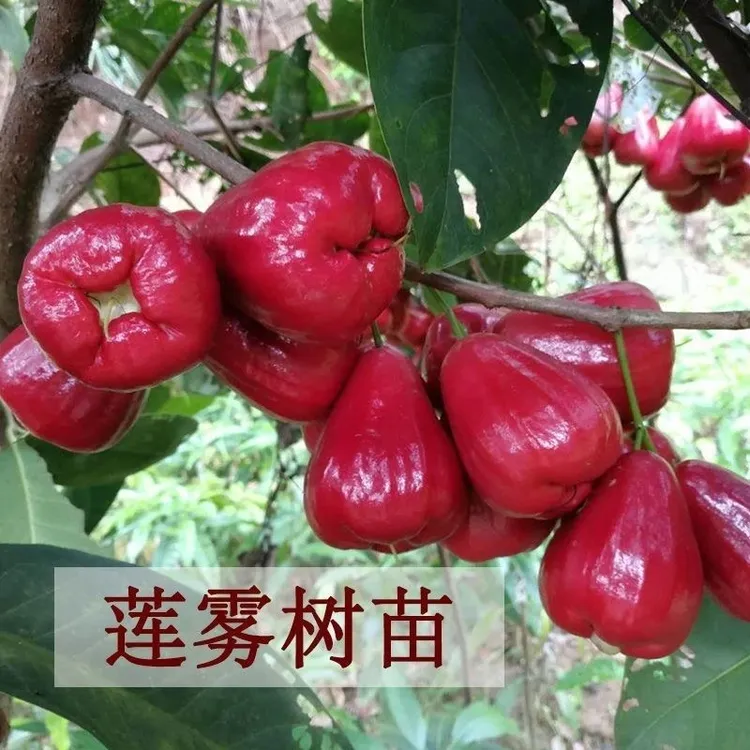 【莲雾果树苗 】庭院植物盆栽地栽阳台庭院四季种植 莲雾树苗