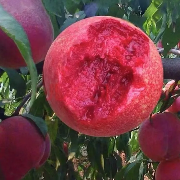 【血桃桃树苗】中华血桃苗盆栽地栽种植阳台庭院种植果树苗