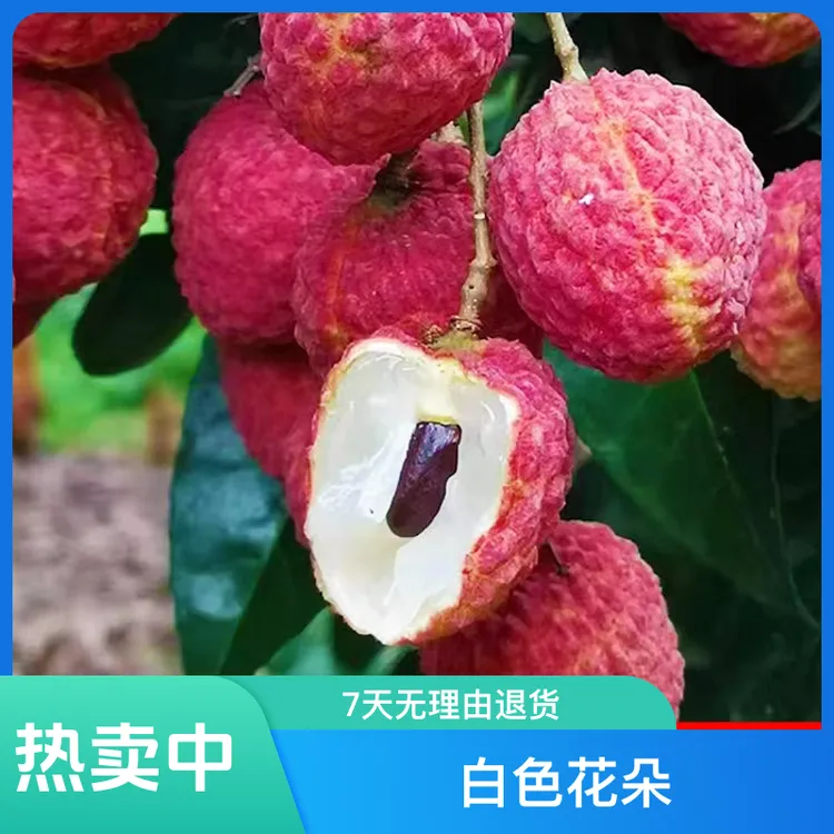新品种冰荔 仙进奉荔枝苗木纯正嫁接带土叶发货种植