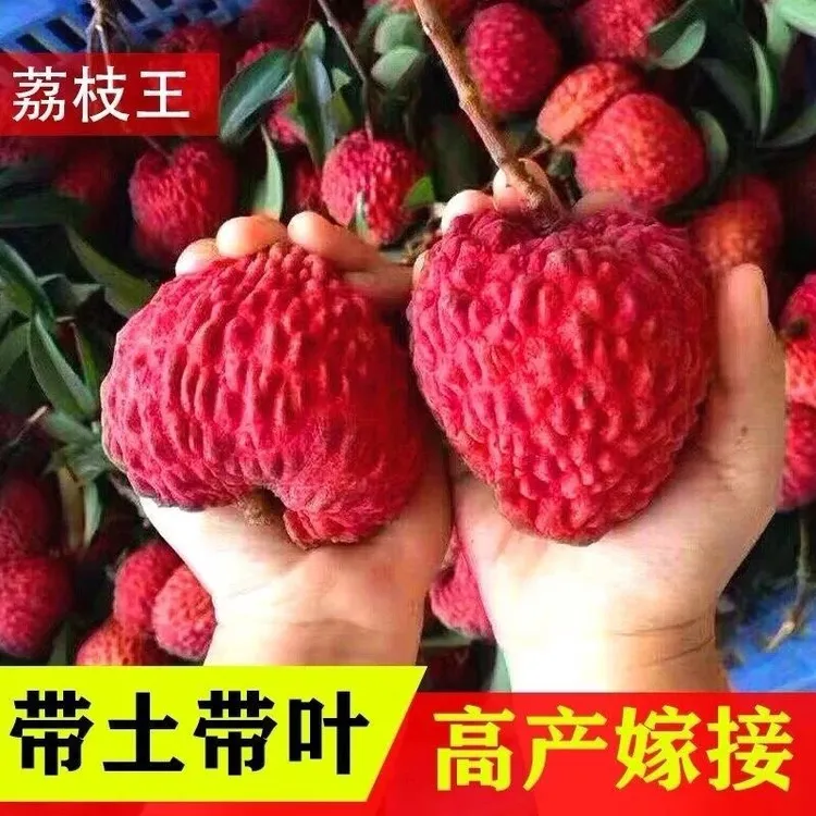 荔枝王 岭丰糯 果树苗木纯正嫁接带土叶发货