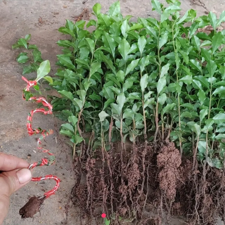 金弹子树仔菜党参子播小苗盆景盆栽园艺绿植金弹子盆栽金弹子盆景