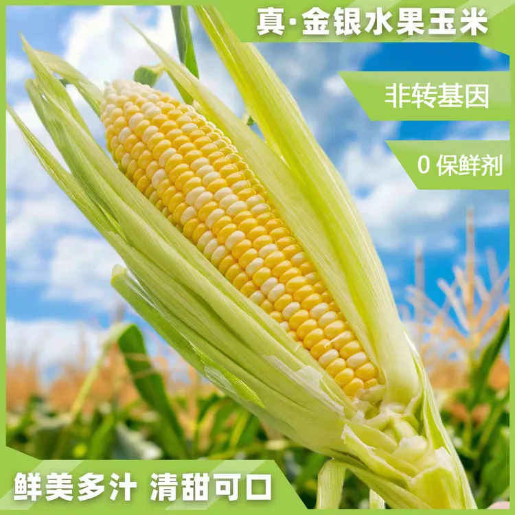 【精品果】云南金银水果玉米脆甜爆浆新鲜甜玉米棒子苞谷米现摘早餐