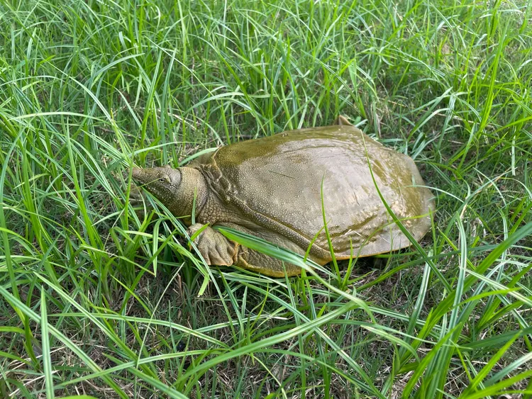 【公鳖】浙江嘉兴外塘养殖青黄背黄油甲鱼老鳖生鲜