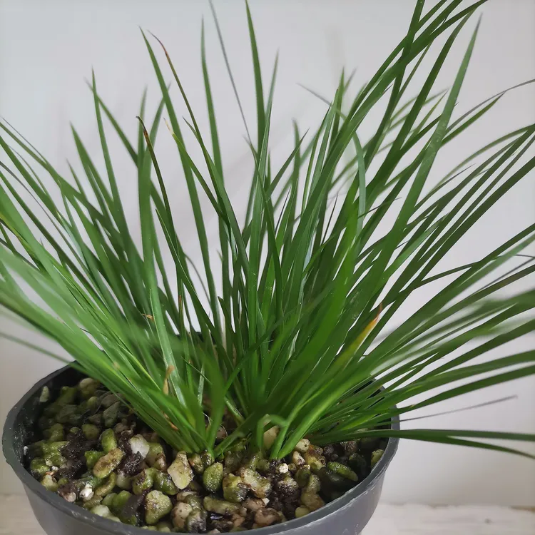 基地菖蒲兰花草观叶植物常绿室内养护种植简单土培水培