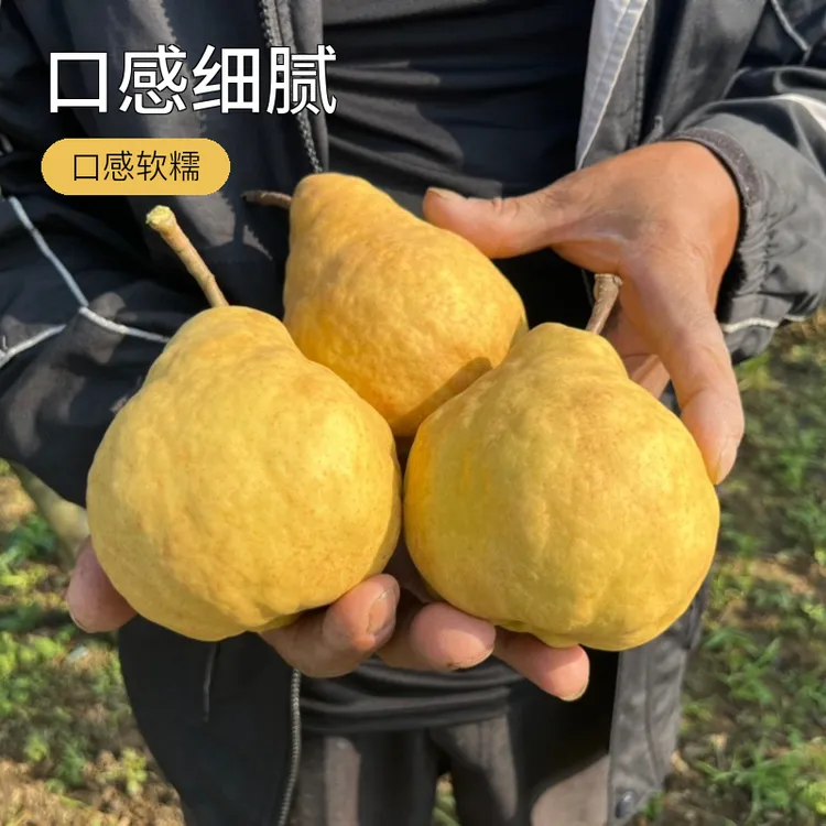 烟台精品中华丑梨放软口感细腻香甜软糯后熟水果需要催熟放软食用
